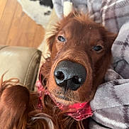 Rusty is registered to the contest to win money with this photo: dog, close_up, brown_dog, nose, sleepy, blanket, cozy, indoor, fur, pet, relaxed, resting, canine, snout, animal, red_bandana, wooden_floor, soft_texture, home, comfort