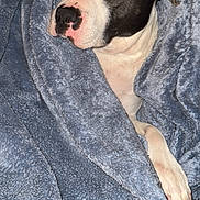 Mila-Mimi is registered to the contest to win money with this photo: dog, blanket, blue_blanket, cozy, pet, fur, animal, snug, resting, indoors, cute, canine, paw, white_and_black_dog, portrait, comfort, warm, relaxed, fur_texture, laying_down