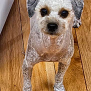 Gabby joined the competition — help win amazing prizes! dog, small_dog, curly_fur, brown_eyes, looking_up, wooden_floor, pet, animal, indoor, standing, cute, canine, companion, fur, ears, paws, domestic_animal, close_up, friendly, adorable