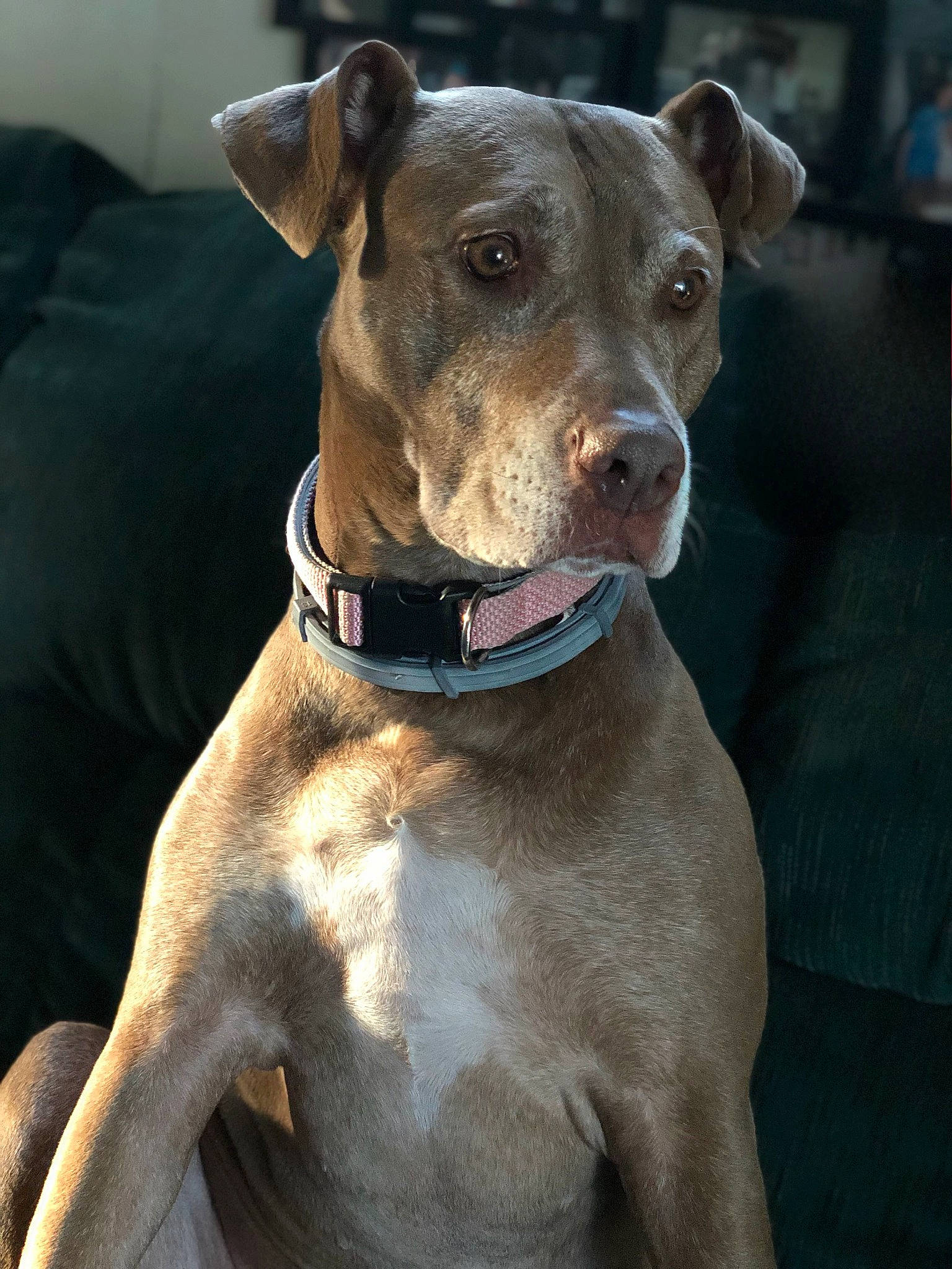 Annie joined the competition — help win amazing prizes! canidae, carnivore, collar, companion_dog, dog, dog_breed, dog_collar, dog_supply, fashion_accessory, fawn, hunting_dog, liver, non_sporting_group, pet_supply, sighthound, snout, sporting_group, whiskers, working_animal, working_dog