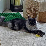 Avishai Blu joined the competition — help win amazing prizes! alert, carpet, cat, cozy, eyes, fur, furniture, green_mat, indoor, lantern, longhair_cat, lying_down, paws, pet, plastic_bag, scratching_post, tail, toy, whiskers, yellow_spring