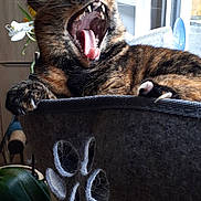 Mouki participe au concours pour gagner de l'argent avec cette photo : animal, cat, cat_bed, claws, cozy, domestic, feline, fur, home, indoor, natural_light, paw_print, pet, relaxed, resting, tabby, teeth, tongue, window, yawning