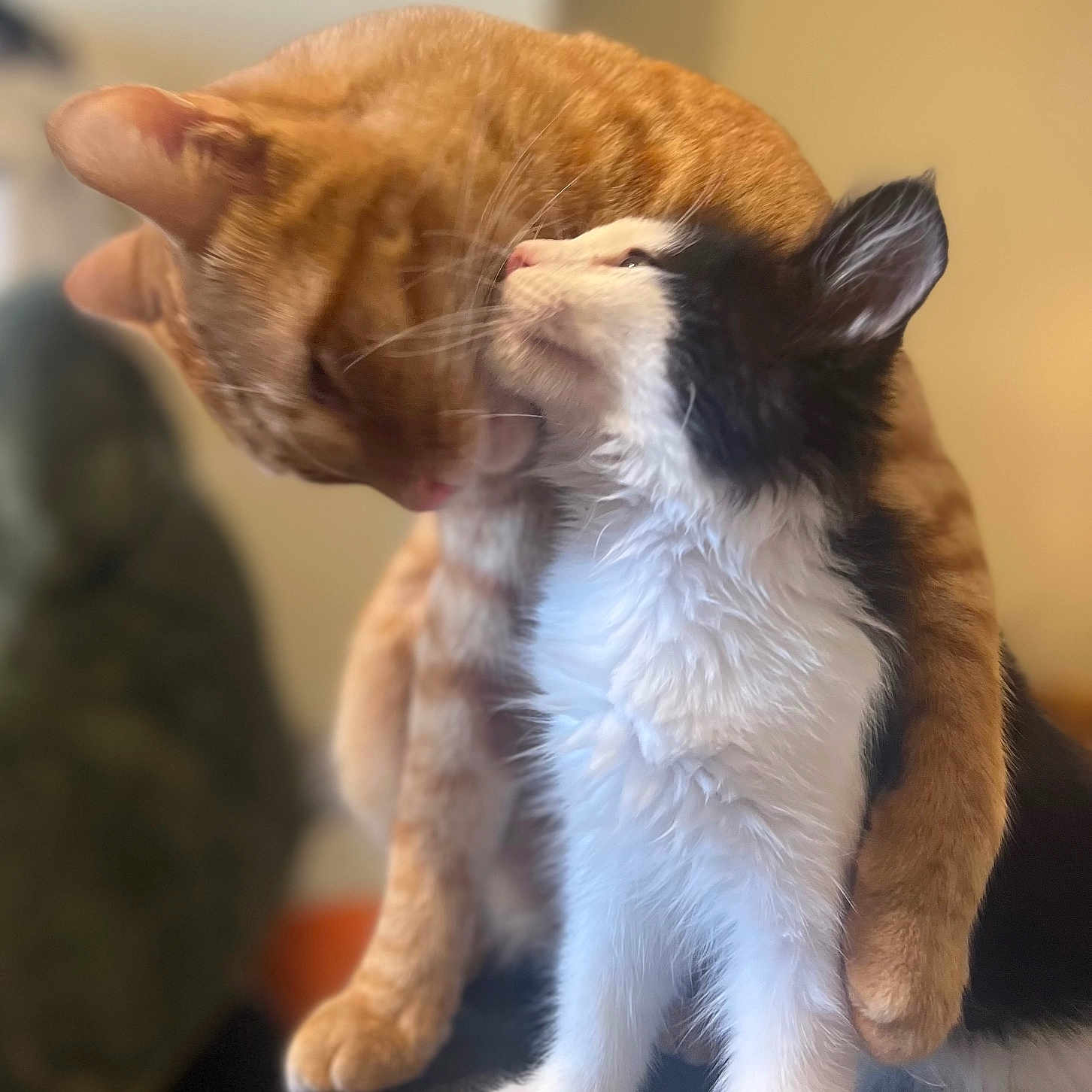 Whiskey And Tohui is registered to the contest to win money with this photo: affection, animal, black_and_white_cat, cat, close_up, companionship, cute, domestic_cat, feline, friendship, fur, hug, indoor, kitten, love, orange_cat, paw, pets, table, whiskers