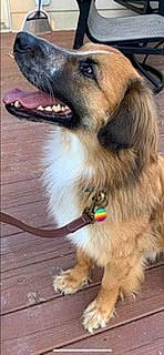 Deuce joined the competition — help win amazing prizes! canidae, carnivore, collar, companion_dog, dog, dog_breed, dog_collar, dog_supply, event, fawn, flooring, fur, leash, paw, pet_supply, photography, snout, sporting_group, whiskers, working_dog