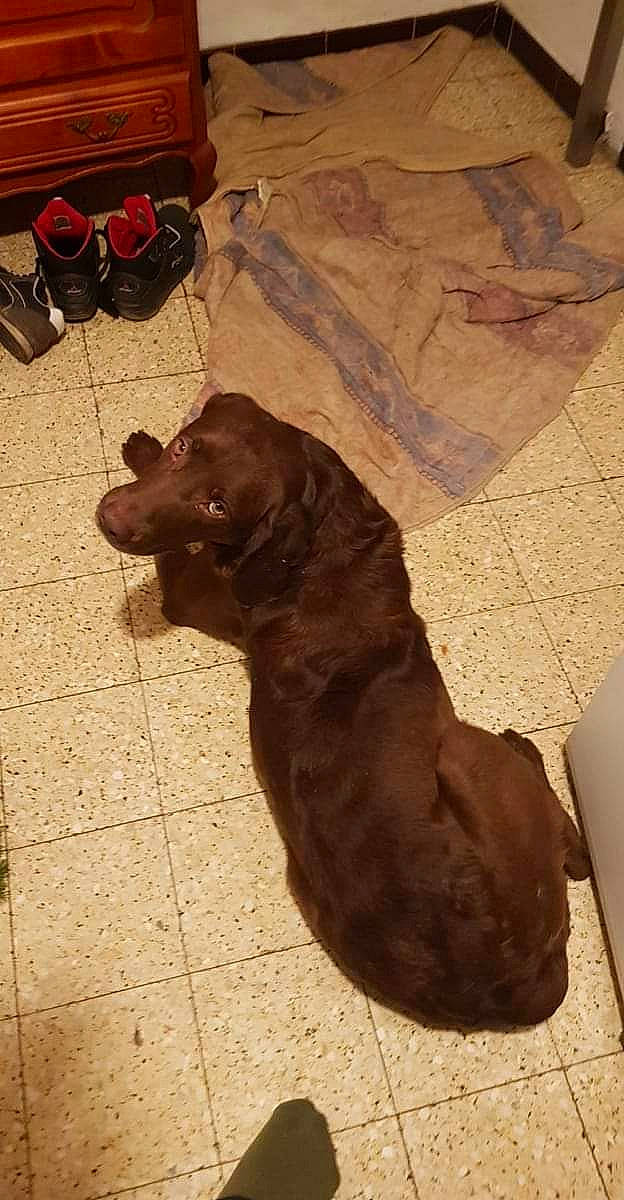 Falco participe au concours pour gagner de l'argent avec cette photo : brown, canidae, carnivore, companion_dog, dog, dog_breed, fawn, floor, flooring, fur, guard_dog, gun_dog, hardwood, liver, snout, sporting_group, tail, terrestrial_animal, wood, working_animal