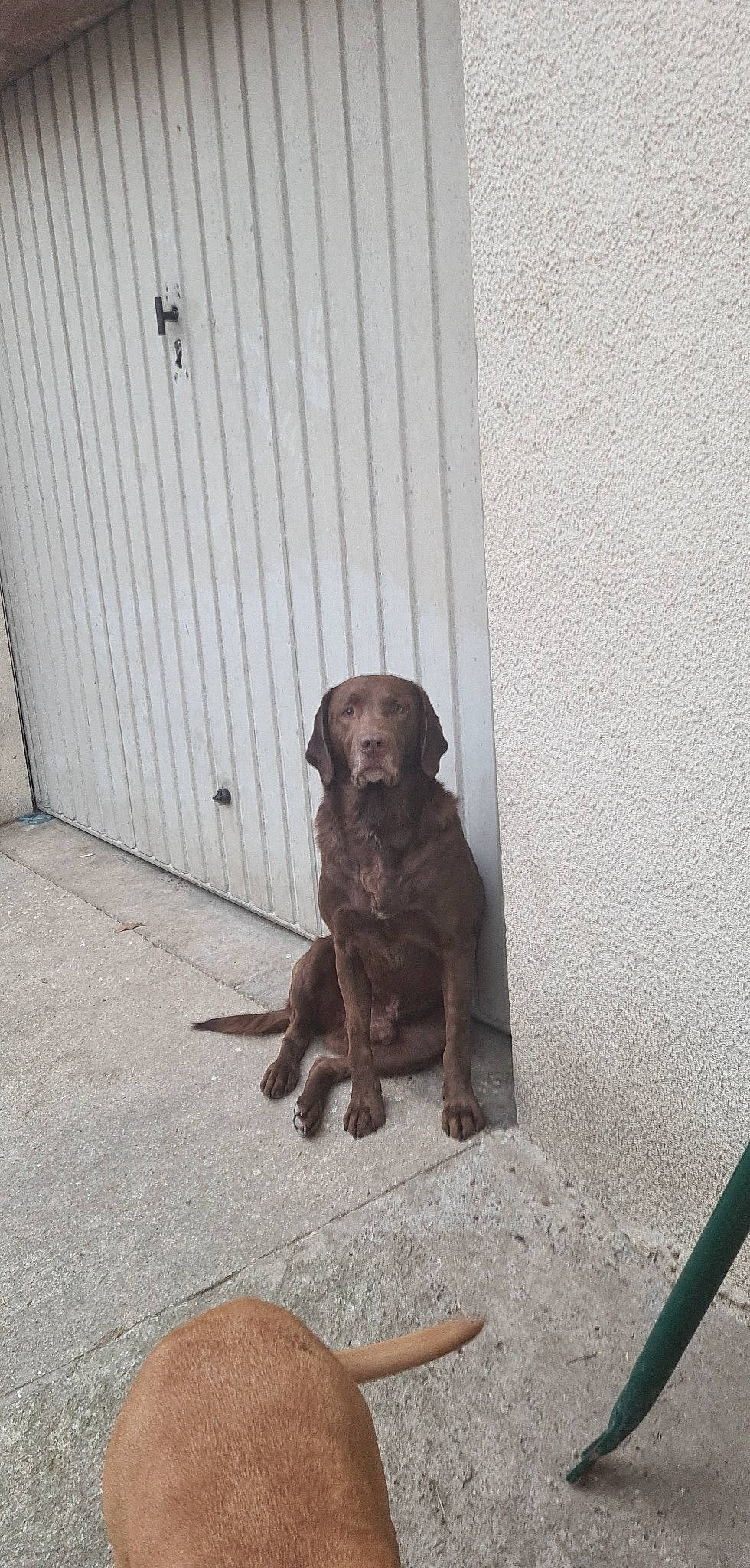 Falco participe au concours pour gagner de l'argent avec cette photo : borador, canidae, carnivore, companion_dog, dog, dog_breed, dog_collar, fawn, flooring, guard_dog, gun_dog, liver, metal, retriever, snout, sporting_group, tail, terrestrial_animal, wood, working_animal