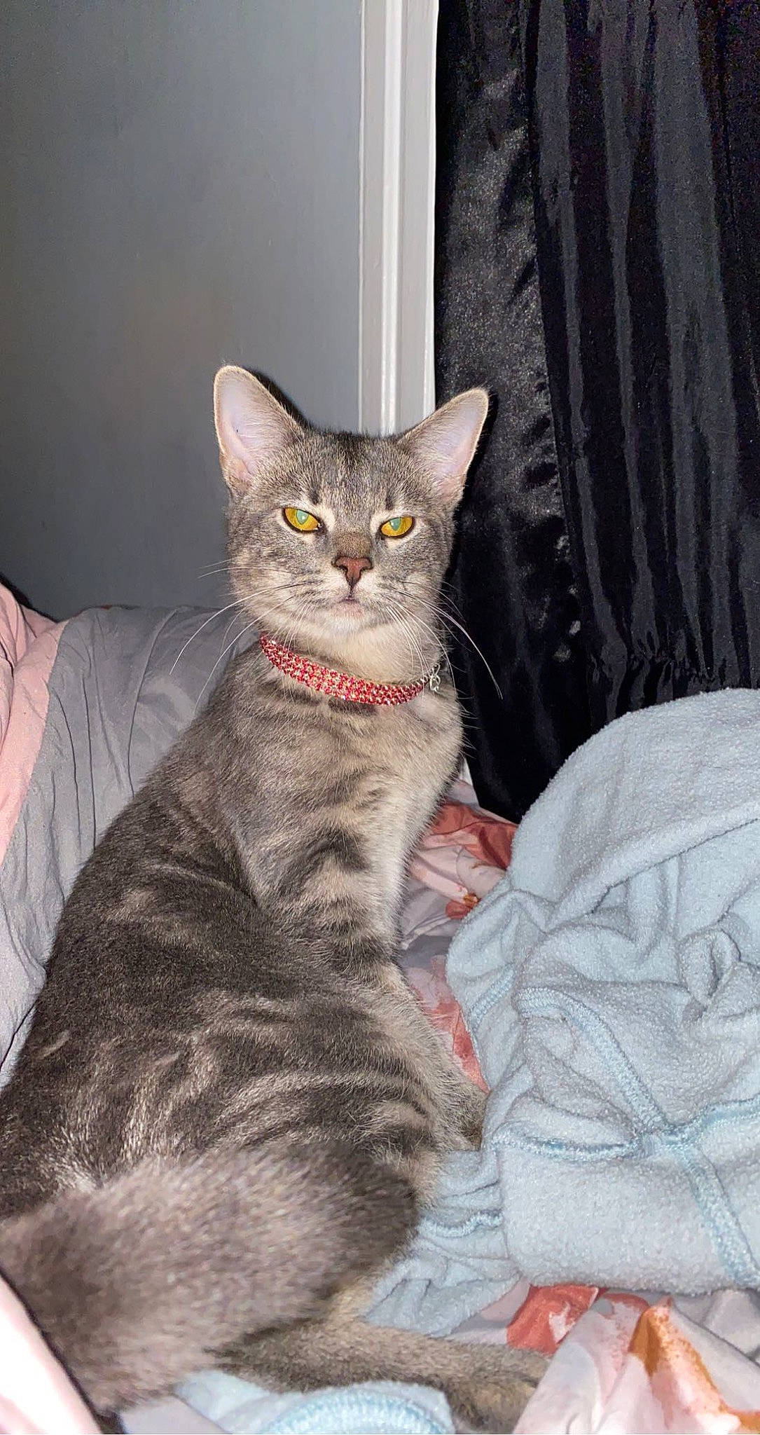 Chanel Bell is registered to the contest to win money with this photo: carnivore, cat, claw, comfort, curtain, domestic_short_haired_cat, felidae, fur, grey, paw, sitting, small_to_medium_sized_cats, snout, tail, whiskers, window
