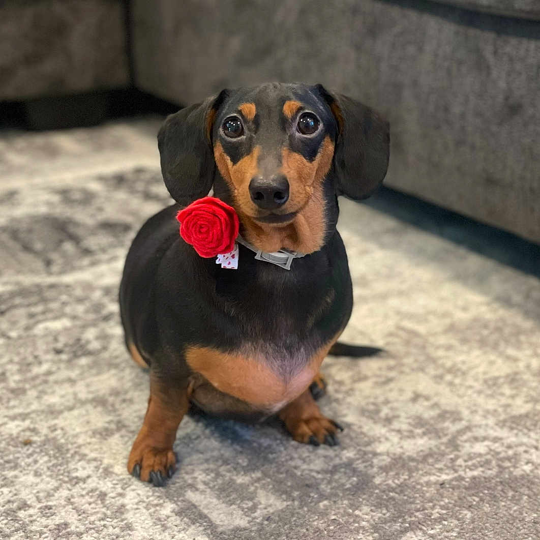 Leo is registered to the contest to win money with this photo: animal, brown_and_black, carpet, collar, companion, cozy, cute, dachshund, dog, domestic_animal, ears, fur, furniture, home, indoor, looking_up, pet, red_flower, sitting, small_dog