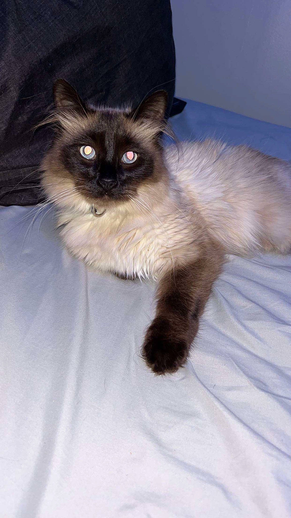 Milo is registered to the contest to win money with this photo: balinese, birman, carnivore, cat, claw, comfort, fawn, felidae, fur, paw, siamese, small_to_medium_sized_cats, snout, tail, thai, tonkinese, whiskers