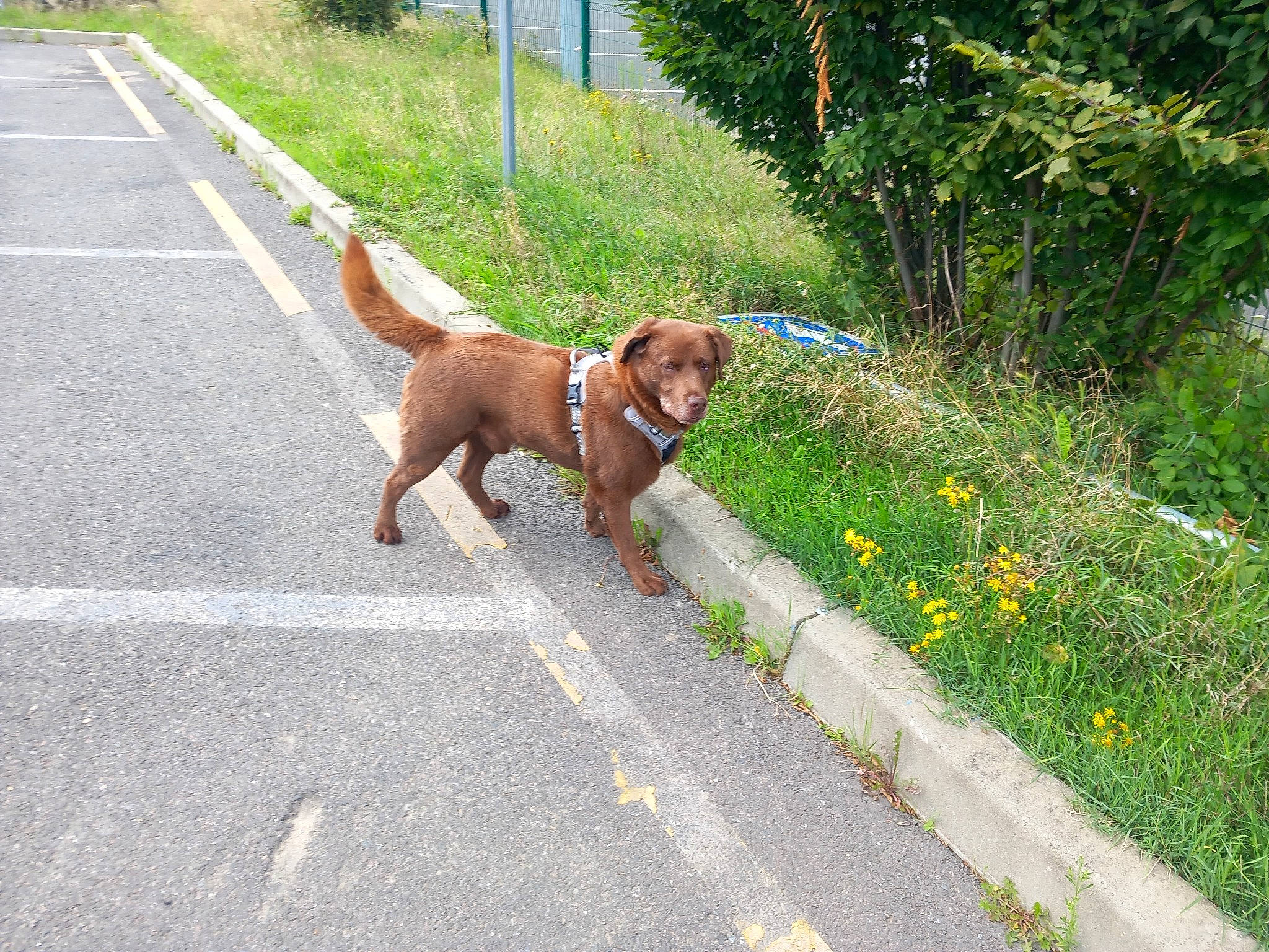 Vox a rejoint le concours — aidez-le/la à gagner de superbes lots ! asphalt, carnivore, collar, companion_dog, dog, dog_breed, dog_collar, dog_supply, fawn, flower, groundcover, leash, liver, pet_supply, plant, road, road_surface, sidewalk, tail, working_animal