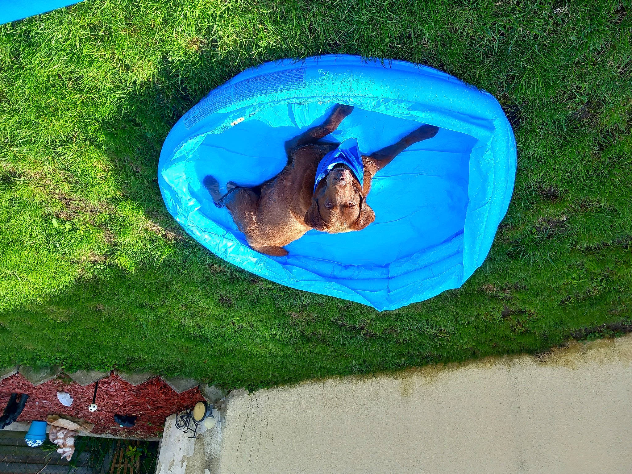 Vox a rejoint le concours — aidez-le/la à gagner de superbes lots ! azure, blue, circle, electric_blue, fun, garden, grass, grassland, landscape, lawn, leisure, plant, recreation, shadow, shrub, sporting_group, sunglasses, tree, vacation