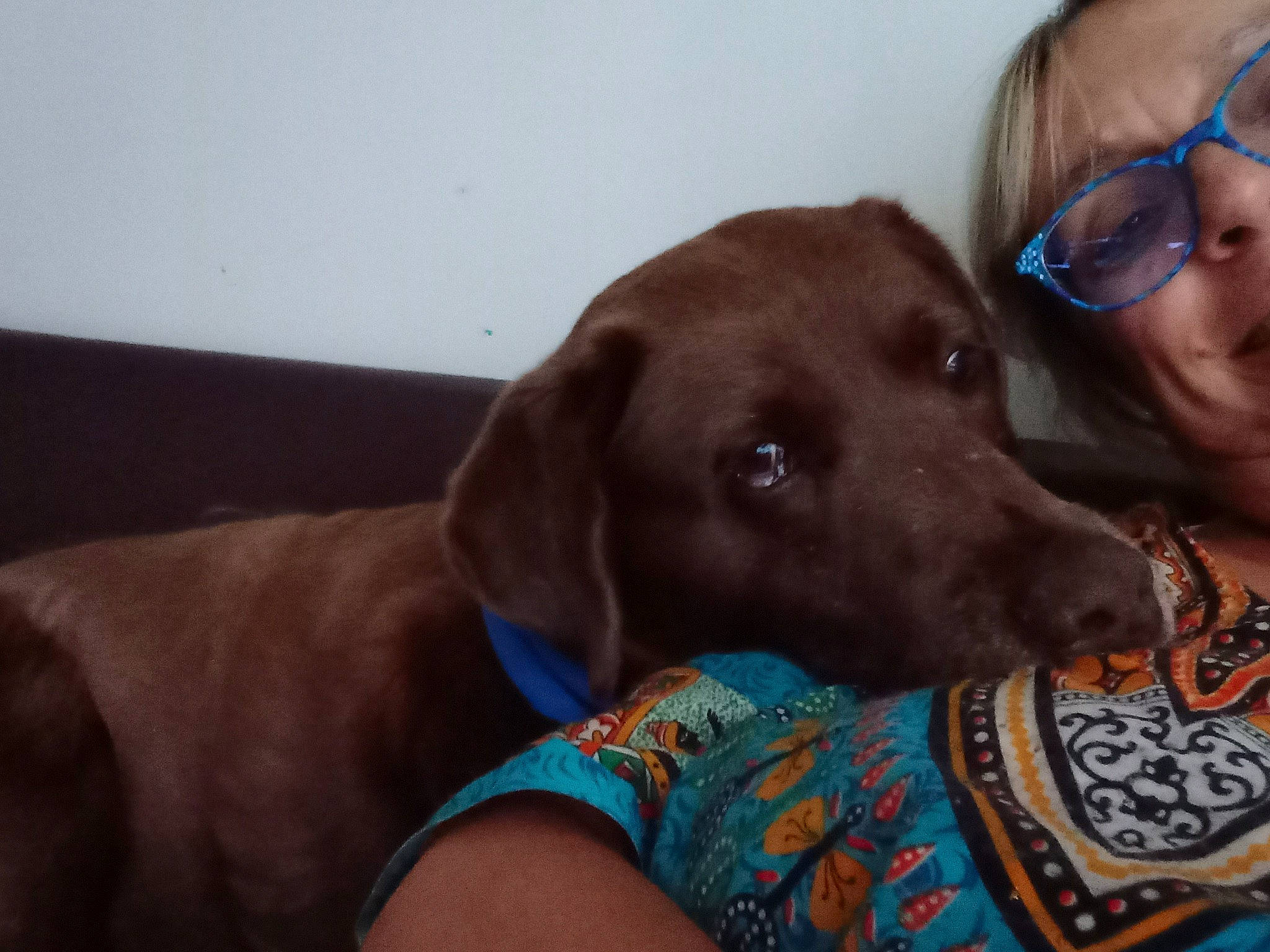 Vox participe au concours pour gagner de l'argent avec cette photo : canidae, carnivore, collar, comfort, companion_dog, dog, dog_breed, dog_collar, dog_supply, eyewear, fawn, gun_dog, head, liver, pet_supply, pointing_breed, snout, sporting_group, whiskers, working_animal