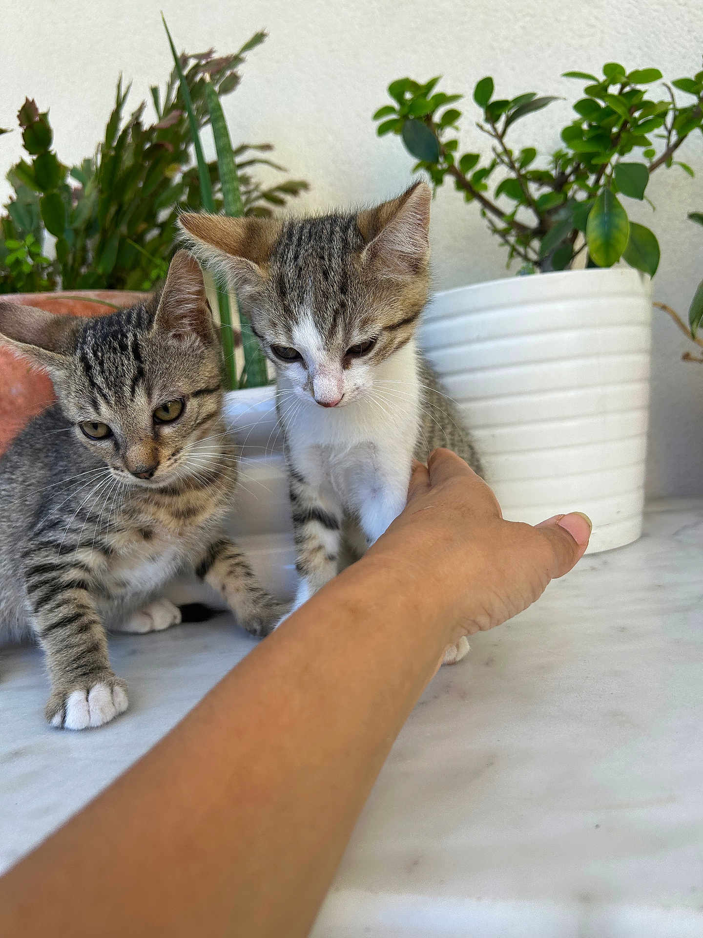 Blaizou Et Asmar participe au concours pour gagner de l'argent avec cette photo : kitten, cat, tabby, animal, pet, marble_surface, potted_plant, human_hand, curious, indoor, white_pot, green_leaves, feline, young_animal, close_up, playful, domestic_cat, two_kittens, exploration, natural_light