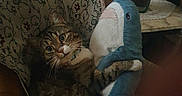 Griffon participe au concours pour gagner de l'argent avec cette photo : cat, tabby_cat, pet, stuffed_animal, whale_plush, armchair, floral_pattern, living_room, indoor, sitting, looking_at_camera, wide_eyes, whiskers, brown_fur, blue_plush, furniture, flowers, table, cozy, portrait