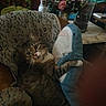cat, tabby_cat, pet, stuffed_animal, whale_plush, armchair, floral_pattern, living_room, indoor, sitting, looking_at_camera, wide_eyes, whiskers, brown_fur, blue_plush, furniture, flowers, table, cozy, portrait