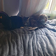 Griffon participe au concours pour gagner de l'argent avec cette photo : cat, dog, tabby_cat, small_dog, sleeping, resting, cuddling, pet, animal, blanket, bed, indoors, bedroom, window, curtains, sunlight, natural_light, cozy, floppy_ears, relaxed