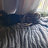 cat, dog, tabby_cat, small_dog, sleeping, resting, cuddling, pet, animal, blanket, bed, indoors, bedroom, window, curtains, sunlight, natural_light, cozy, floppy_ears, relaxed