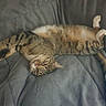 Griffon participe au concours pour gagner de l'argent avec cette photo : cat, tabby_cat, pet, animal, feline, striped_fur, lying_down, upside_down, sleeping, relaxed, couch, sofa, indoor, home, whiskers, paws, tail, brown_fur, closeup, funny_pose