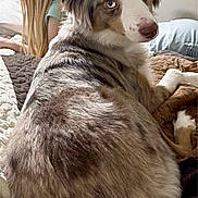 Diamond joined the competition — help win amazing prizes! dog, merle_coat, blue_eyes, bed, blanket, child, blonde_hair, indoor, pet, animal, fur, looking_back, cozy, resting, home, cute, mammal, young_child, relaxing, companion