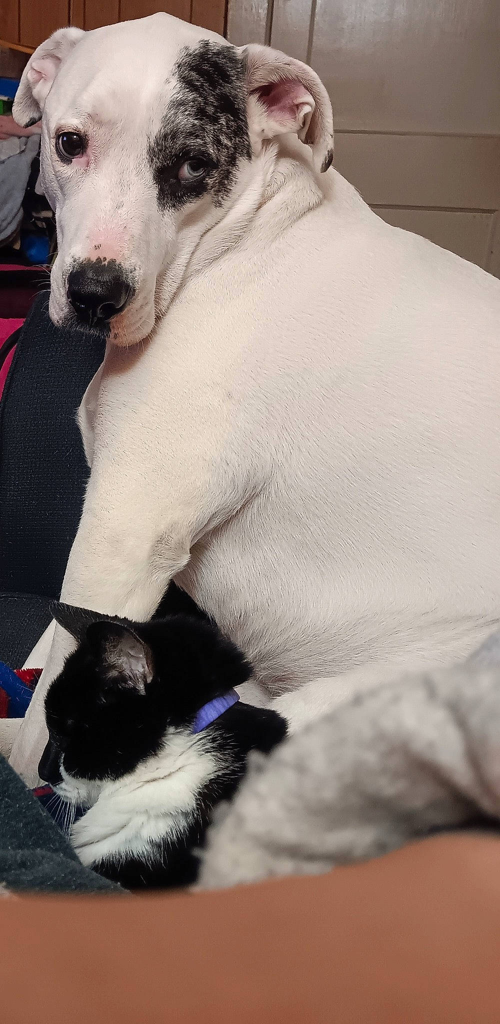 Venus joined the competition — help win amazing prizes! carnivore, cat, collar, comfort, companion_dog, dog, dog_breed, electric_blue, felidae, formal_wear, fur, mammal, organ, small_to_medium_sized_cats, snout, tail, terrestrial_animal, whiskers, white, working_animal