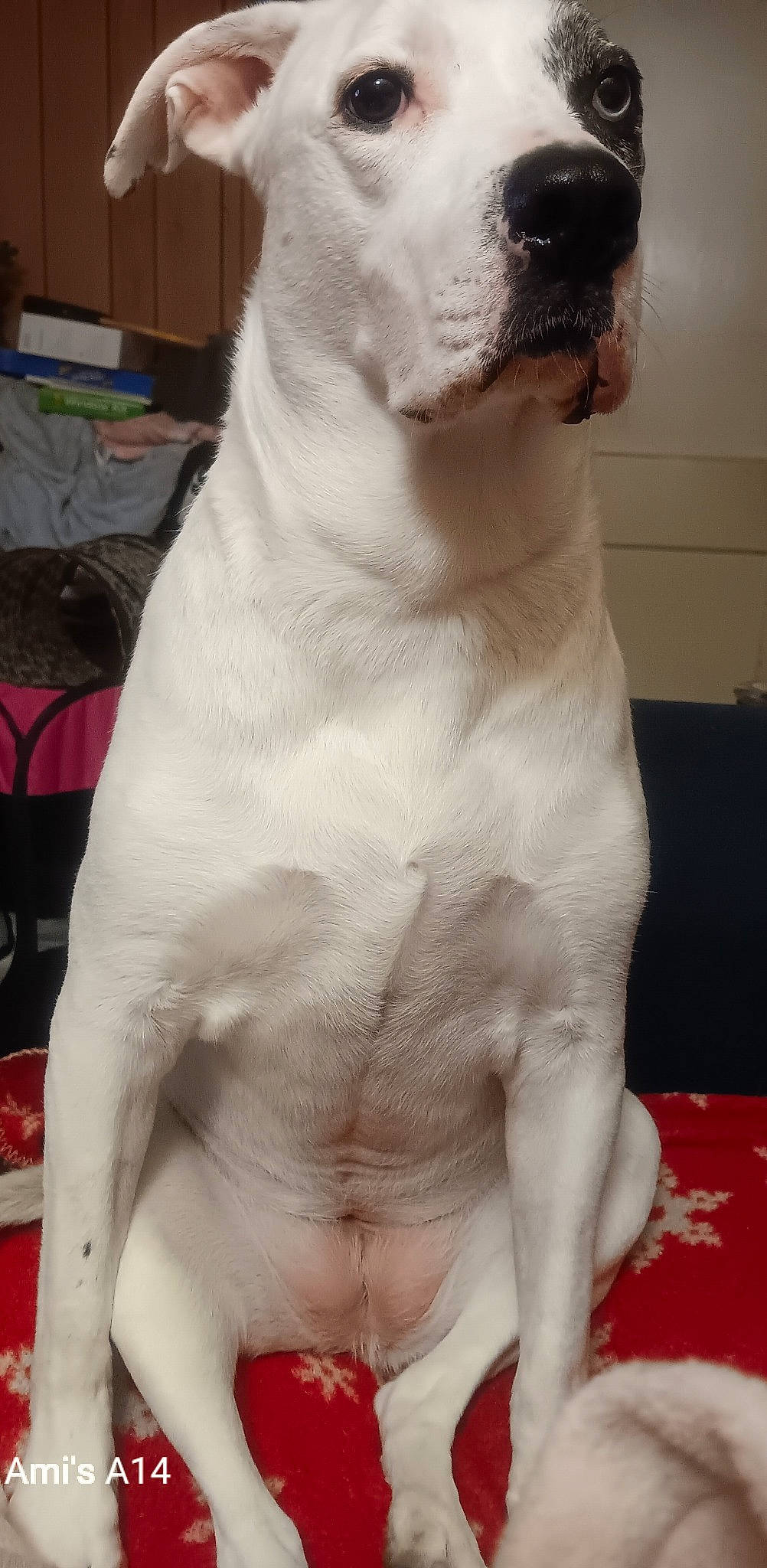 Venus is registered to the contest to win money with this photo: carnivore, collar, comfort, companion_dog, dog, dog_breed, fawn, felidae, flesh, flooring, foot, fur, human_leg, non_sporting_group, paw, snout, tail, terrestrial_animal, whiskers, working_animal