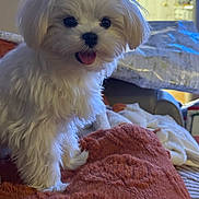 Jackson is registered to the contest to win money with this photo: dog, puppy, white, fluffy, pet, indoor, blanket, cozy, cute, tongue_out, fur, small_dog, animal, home, comfort, soft, face, friendly, sitting, adorable