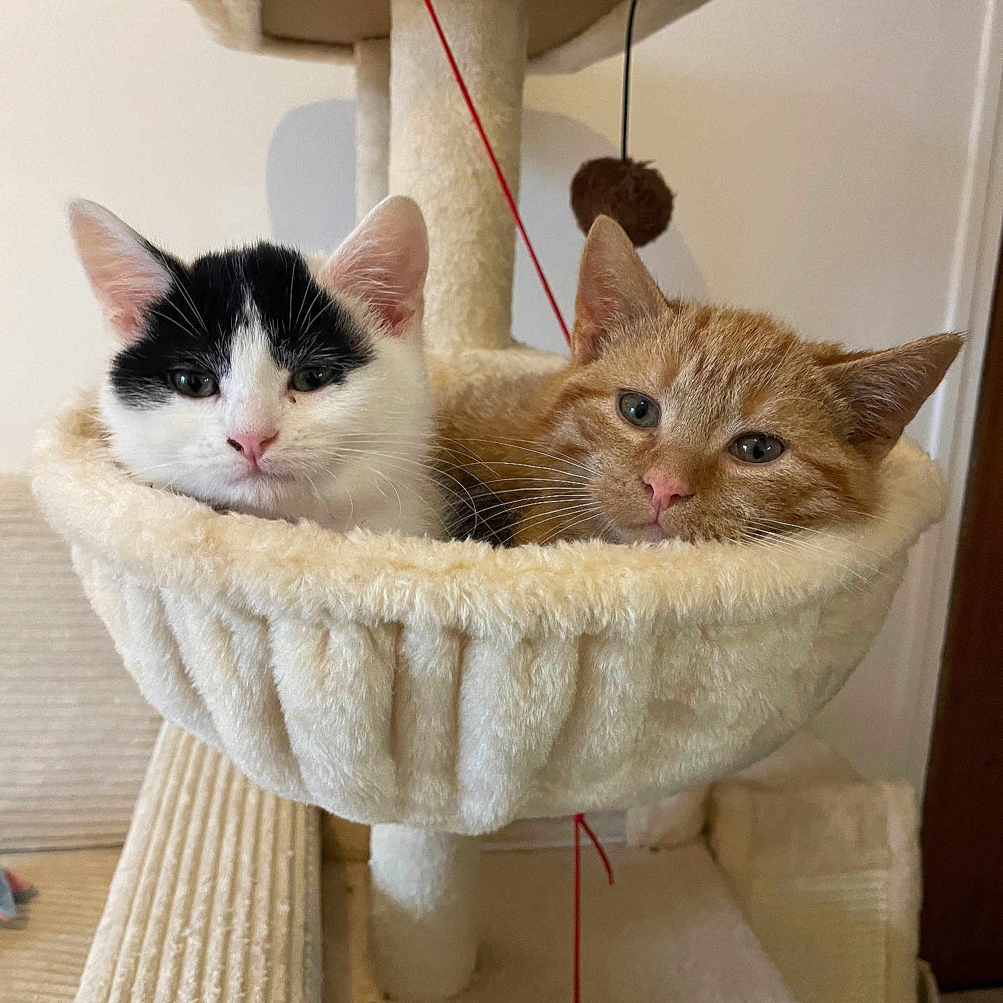Ghost Et Bibidy participe au concours pour gagner de l'argent avec cette photo : abyssinian, angora, animal, architecture, basin, basket, canine, cat, fountain, furniture, hardwood, indoors, kitten, manx, person, pet, siamese, sink, water, wood