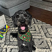Koda joined the competition — help win amazing prizes! dog, pet, indoor, carpet, rug, toy, bandana, black_dog, happy, tongue_out, floor, furniture, couch, wooden_floor, playful, smiling, home, decor, cute, animal