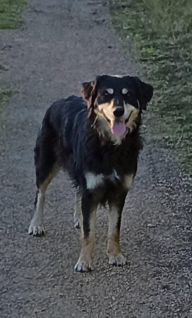 Leïka participe au concours pour gagner de l'argent avec cette photo : australian_shepherd, border_collie, canidae, carnivore, collar, companion_dog, dog, dog_breed, dog_collar, guard_dog, herding_dog, hunting_dog, road_surface, snout, sporting_group, working_animal, working_dog