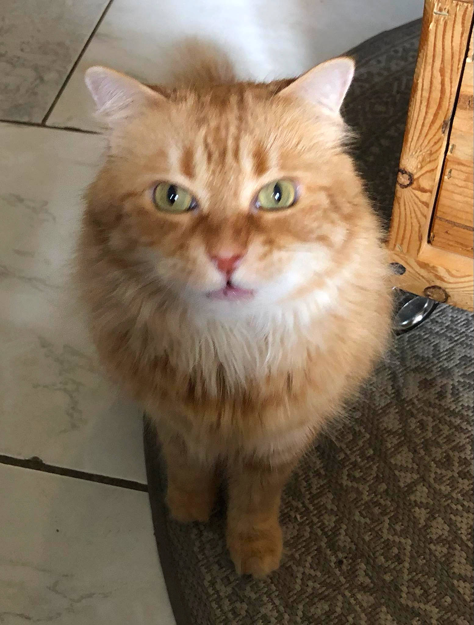 Orphée a rejoint le concours — aidez-le/la à gagner de superbes lots ! box, british_longhair, carnivore, cat, domestic_short_haired_cat, eye, fawn, felidae, flooring, fur, hardwood, iris, paw, small_to_medium_sized_cats, snout, tail, terrestrial_animal, whiskers, window, wood