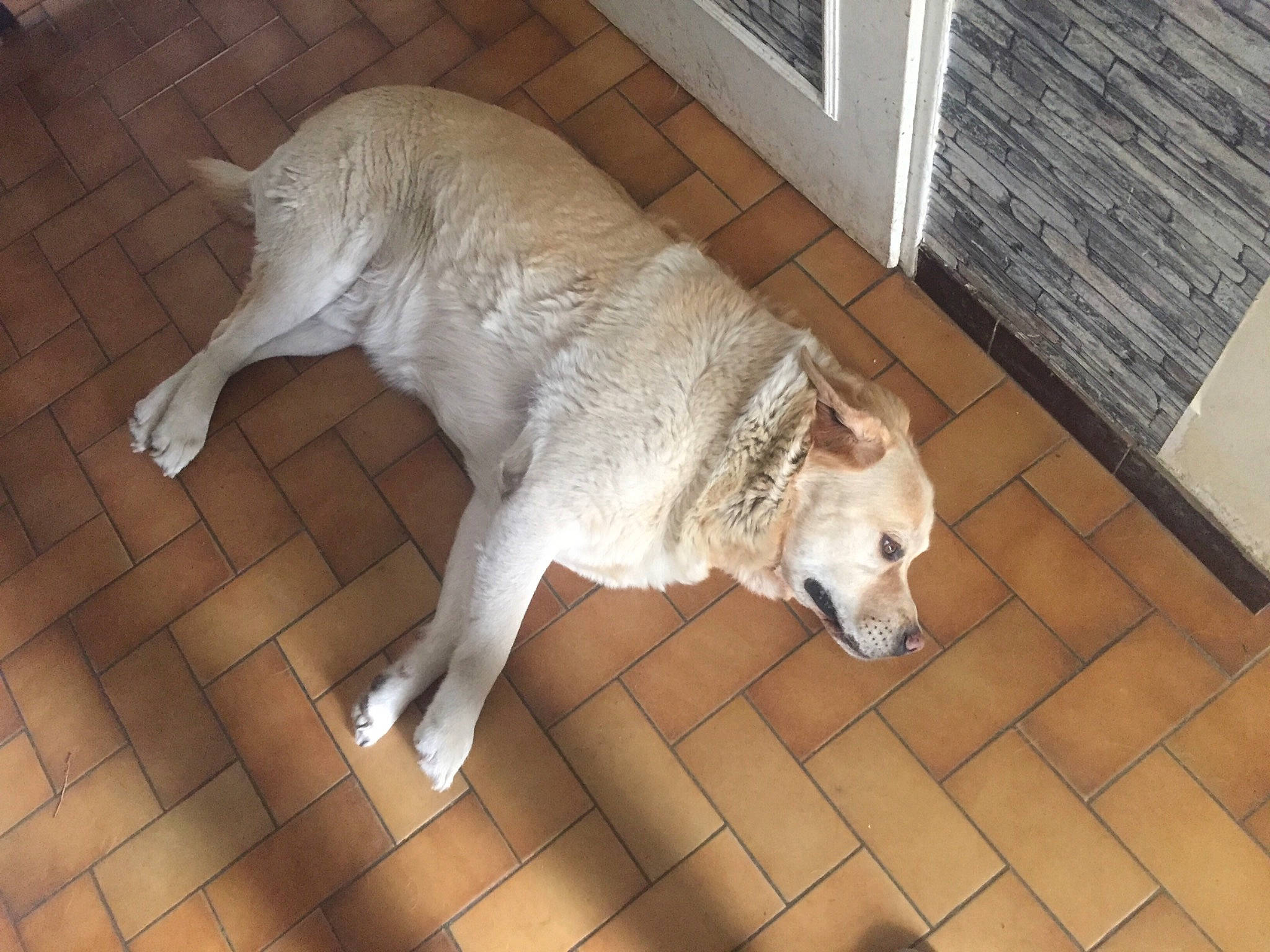 Bethoveen participe au concours pour gagner de l'argent avec cette photo : canidae, carnivore, dog, dog_breed, fawn, korean_jindo_dog, mammal, sporting_group, tail