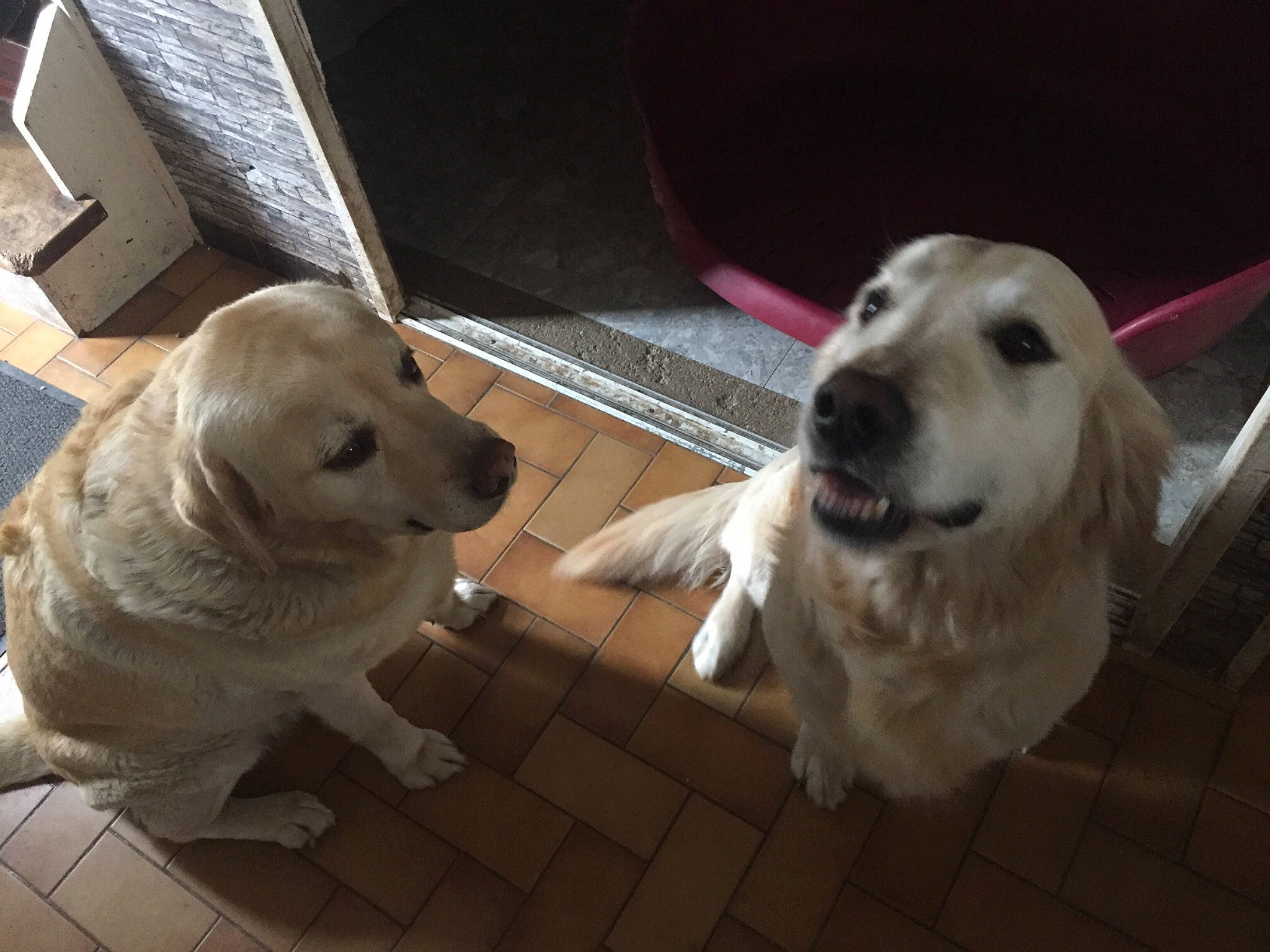 Bethoveen a rejoint le concours — aidez-le/la à gagner de superbes lots ! akbash_dog, canidae, carnivore, companion_dog, dog, dog_breed, fawn, golden_retriever, kuvasz, labrador_retriever, livestock_guardian_dog, mammal, maremma_sheepdog, nose, polish_tatra_sheepdog, retriever, slovak_cuvac, snout, sporting_group, vertebrate