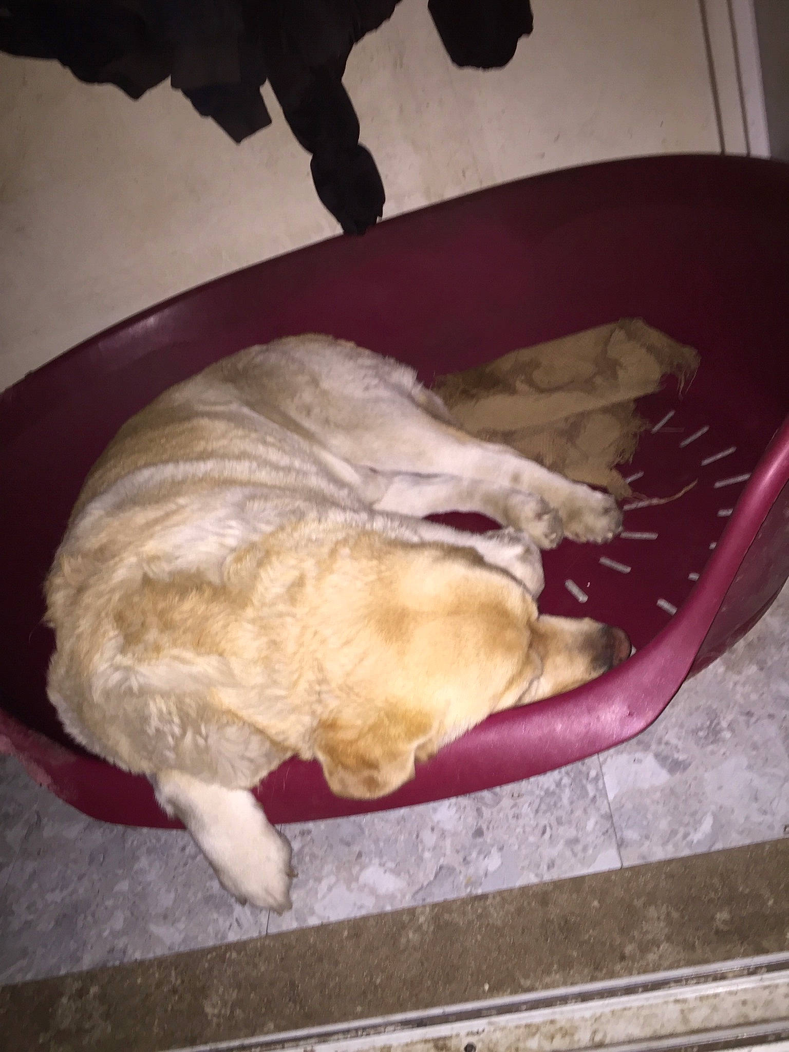 Bethoveen a rejoint le concours — aidez-le/la à gagner de superbes lots ! canidae, carnivore, companion_dog, dog, dog_breed, fawn, goldendoodle, non_sporting_group, puppy, retriever, sporting_group, toy_dog