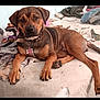 dog, pet, brown_dog, collar, bed, blanket, indoor, relaxed, lying_down, fur, paw, animal, cute, canine, resting, messy_room, domestic, pet_tag, portrait, looking