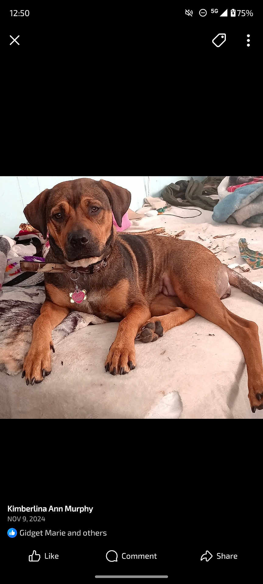 Freya Sapphire joined the competition — help win amazing prizes! dog, pet, brown_dog, collar, bed, blanket, indoor, relaxed, lying_down, fur, paw, animal, cute, canine, resting, messy_room, domestic, pet_tag, portrait, looking