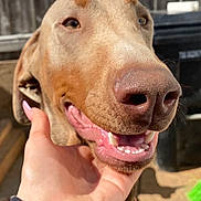 Men joined the competition — help win amazing prizes! dog, canine, pet, smiling, happy, close_up, nose, mouth, teeth, tongue, hand, human_hand, outdoor, sunlight, fence, collar, brown_dog, friendly, animal, portrait