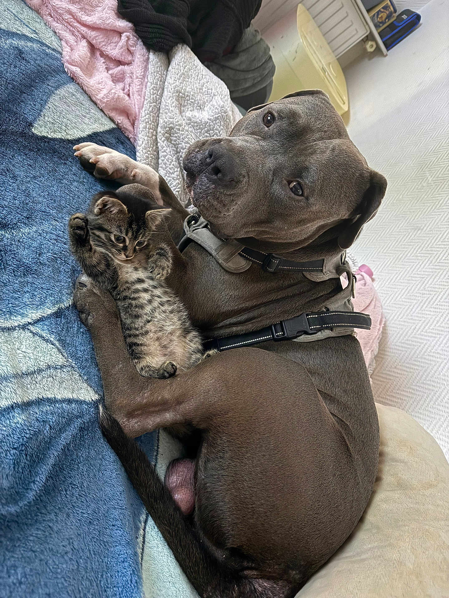 Pako participe au concours pour gagner de l'argent avec cette photo : dog, kitten, cat, pet, cuddle, bed, blanket, indoor, animal, fur, resting, comfort, gray_dog, tabby_cat, closeup, relaxation, domestic, cute, friendly, companions