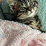 Plume participe au concours pour gagner de l'argent avec cette photo : kitten, cat, tabby, pet, animal, cute, furry, snuggled, blanket, pink, blue, soft, cozy, indoor, closeup, whiskers, ears, face, sleepy, young