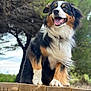 Tyson participe au concours pour gagner de l'argent avec cette photo : dog, animal, pet, outdoor, nature, wood, tree, greenery, happy, tongue_out, fur, tricolor, ears, collar, portrait, canine, smiling, wooden_platform, sunlight, background_blur