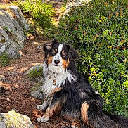 Tyson a rejoint le concours — aidez-le/la à gagner de superbes lots ! dog, outdoor, forest, rocks, greenery, muddy, fur, pet, animal, nature, sitting, adventure, collar, tag, pine_needles, sunlight, bush, path, curious, canine