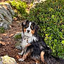 dog, outdoor, forest, rocks, greenery, muddy, fur, pet, animal, nature, sitting, adventure, collar, tag, pine_needles, sunlight, bush, path, curious, canine