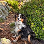 Tyson a rejoint le concours — aidez-le/la à gagner de superbes lots ! dog, outdoor, forest, rocks, greenery, sunlight, happy, sitting, fur, nature, smiling, animal, pet, canine, bush, dirt, pine_needles, collar, tag, mammal