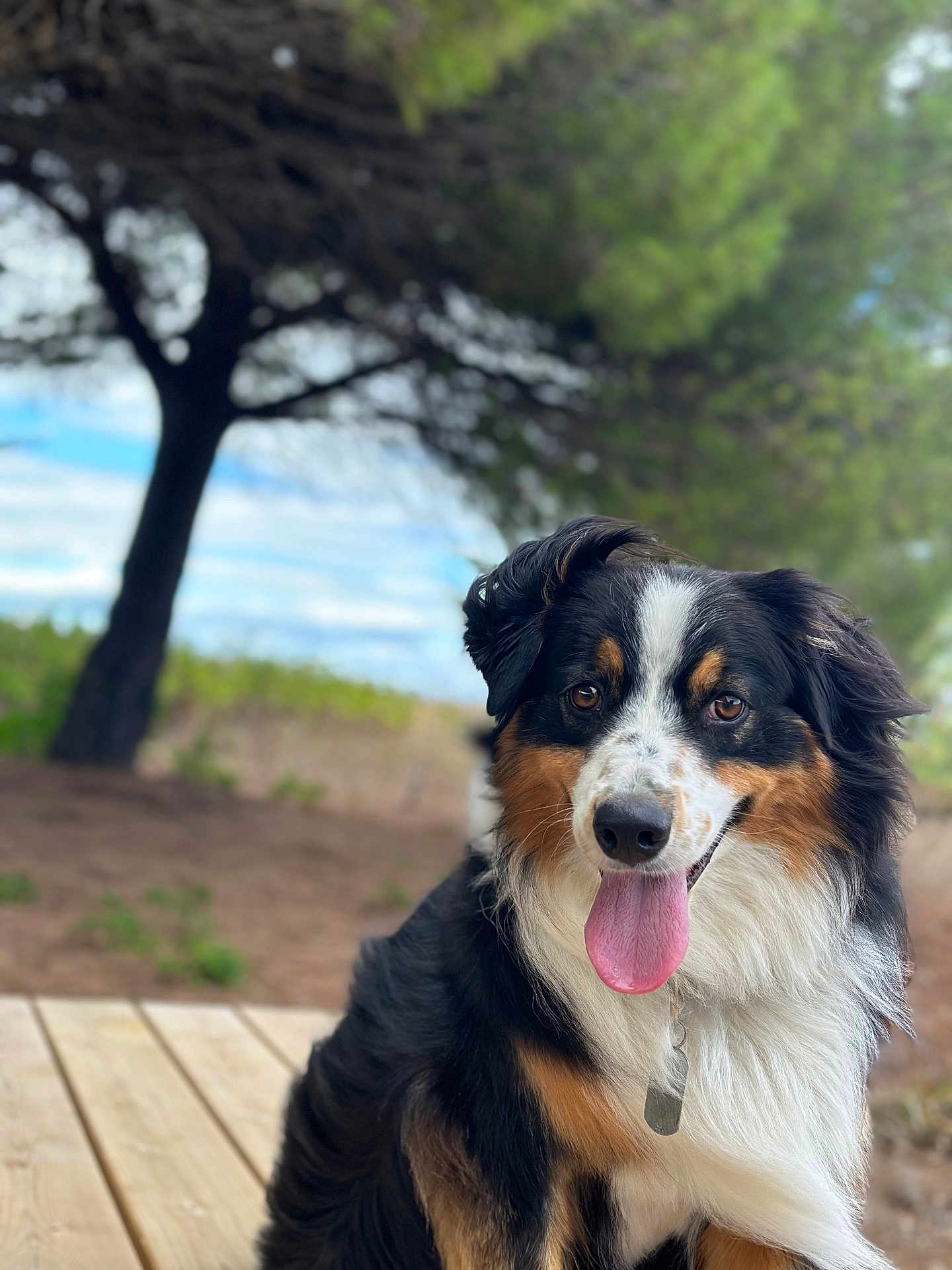 Tyson participe au concours pour gagner de l'argent avec cette photo : dog, australian_shepherd, tongue_out, outdoor, wooden_deck, tree, nature, pet, animal, fur, happy, portrait, canine, smiling, summer, sunlight, background_blur, close_up, brown, black