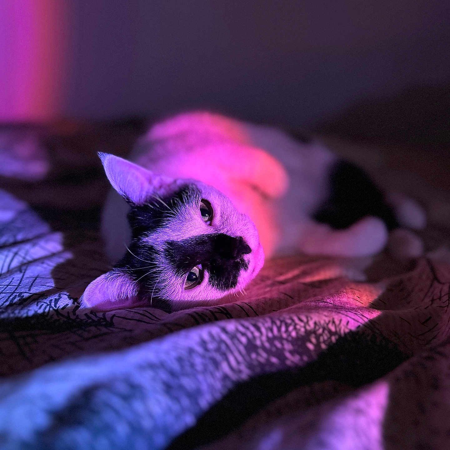 Neige participe au concours pour gagner de l'argent avec cette photo : animal, bed, bedroom, blanket, canine, cartoon, cat, couch, dog, furniture, indoors, kitten, light, manx, neon, pet, purple, quilt, room, siamese