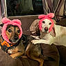 dog, pet, indoor, couch, blanket, pink_headband, bunny_ears, orange_harness, two_dogs, resting, brown_couch, curtains, window, fur, paw, companion, cute, domestic, animal, cozy