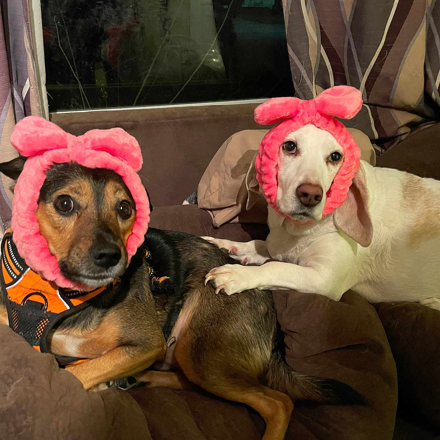 Binx is registered to the contest to win money with this photo: dog, pet, indoor, couch, blanket, pink_headband, bunny_ears, orange_harness, two_dogs, resting, brown_couch, curtains, window, fur, paw, companion, cute, domestic, animal, cozy