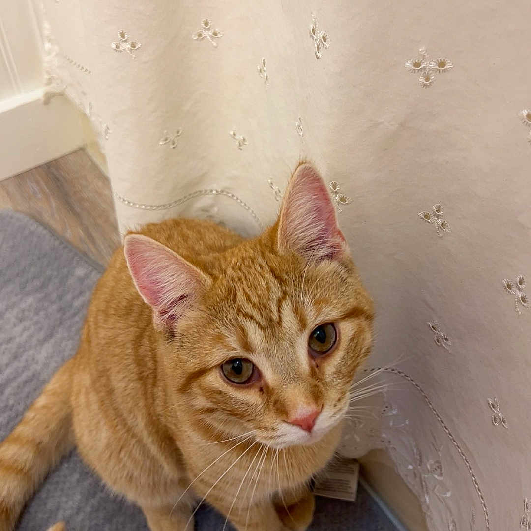 Nittany joined the competition — help win amazing prizes! abyssinian, angora, animal, cat, curtain, cushion, hardwood, homedecor, kitten, manx, pet, plywood, wood