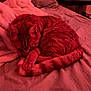 cat, sleeping, bed, blanket, feline, curled_up, indoor, pet, striped, tail, cozy, resting, soft, warm_lighting, comfort, domestic, animal, fur, quiet, relaxation