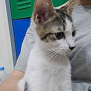 Cookie is registered to the contest to win money with this photo: animal, blue, cat, closeup, cute, domestic, feline, gray_shirt, green, holding, indoor, kitten, locker, person, pet, tabby_markings, water_bottle, whiskers, white_fur, young