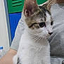 animal, blue, cat, closeup, cute, domestic, feline, gray_shirt, green, holding, indoor, kitten, locker, person, pet, tabby_markings, water_bottle, whiskers, white_fur, young